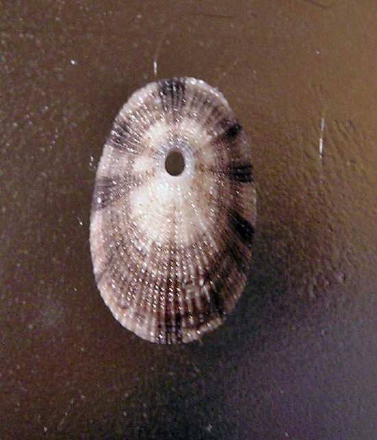  Diodora inaequalis (Unequal Keyhole Limpet)